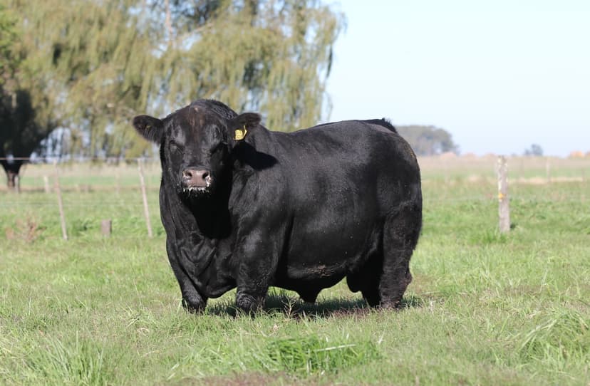 Toros PP