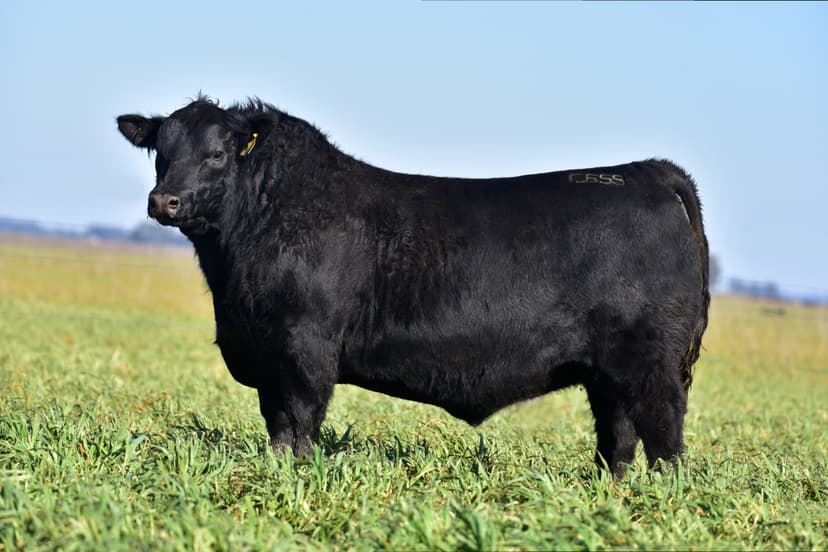 Toros PP