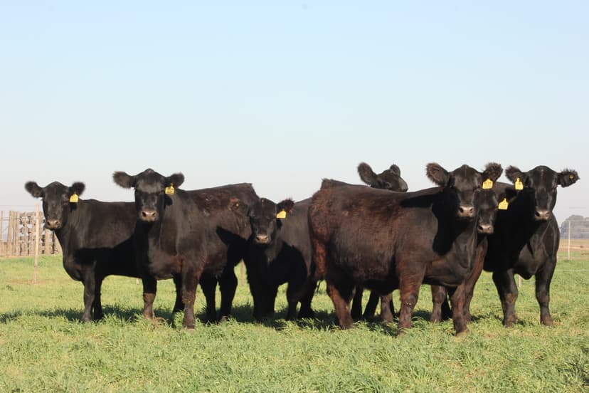 Vaquillonas Cabaña La Piedrita